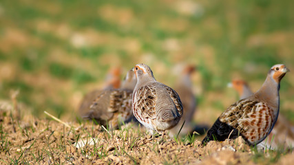 Partridge. Green brown nature background. Bird: Grey Partridge. Perdix perdix.