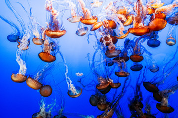 Obraz na płótnie Canvas Group of poisoness Jellyfish 