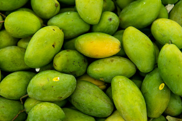 Texture of green juicy fresh mango fruit. Group of fresh green mango for sell .Thai fruit tropical raw mangoes. Tropical and exotic fruits. Healthy and vitamin food concept.