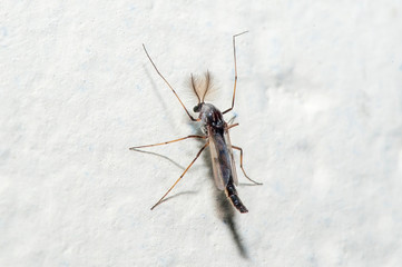 insect photographed in Linhares, Espirito Santo. Southeast of Brazil. Atlantic Forest Biome. Picture made in 2013.