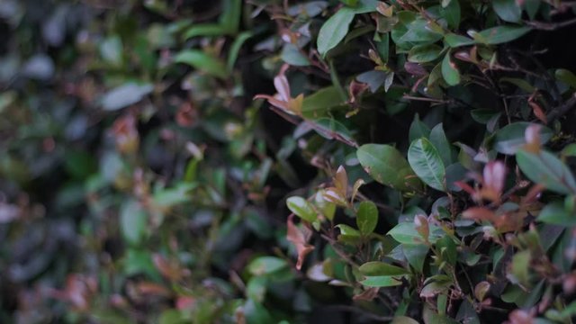 Paneo de Muro de plantas con efecto de desenfoque