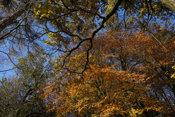 Autumn Trees