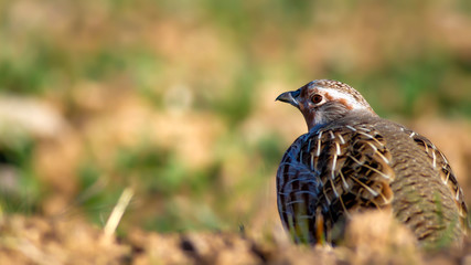 Partridge. Green brown nature background. Bird: Grey Partridge. Perdix perdix.