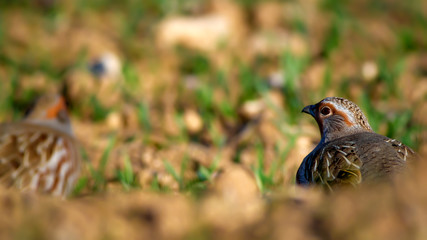 Partridge. Green brown nature background. Bird: Grey Partridge. Perdix perdix.