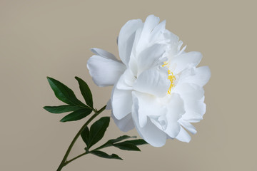 Fototapeta na wymiar Delicate white peony with a yellow center isolated on a beige background.