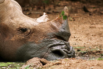 Fototapeta premium rhinoceros in zoo