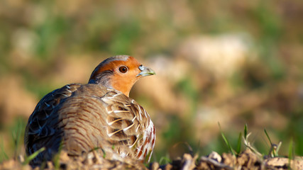 Partridge. Green brown nature background. Bird: Grey Partridge. Perdix perdix.