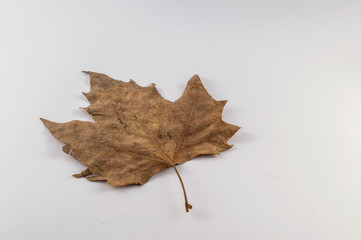 dry leave isolated on white background