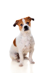 Small brown and white dog