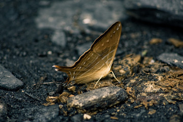 butterfly on rock