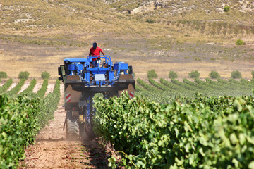 winemakers using grape harvesting machinery in an automated way