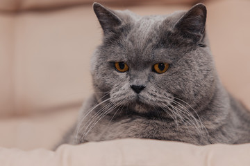 An adult chubby blue British cat with a gray tint lies on a beige background. The eyes are almond colored. Sad facial expression in the animal.