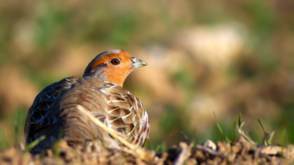 Partridge. Green brown nature background. Bird: Grey Partridge. Perdix perdix.