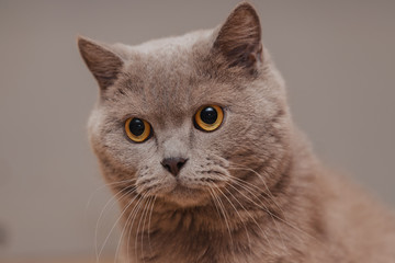 Purple british cat. Portrait of an animal.