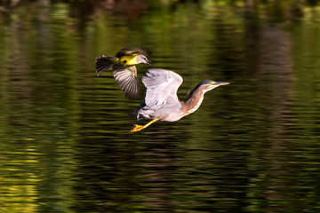 Fly up the creek photographed in Vitoria, Espirito Santo. Southeast of Brazil. Atlantic Forest Biome. Picture made in 2013.
