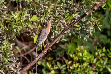 Fly up the creek photographed in Vitoria, Espirito Santo. Southeast of Brazil. Atlantic Forest Biome. Picture made in 2013.
