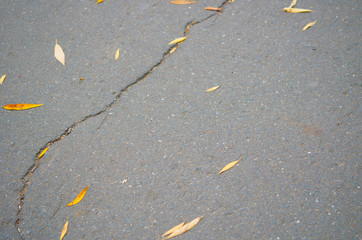 Fototapeta na wymiar Fallen autumn leaves on the pavement, path. Urban background