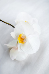 Naklejka na ściany i meble The branch of White orchids on white fabric background