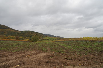 Obraz premium Panoramablick von einer Feldbrache auf eine Weingartenlandschaft der Südlichen Weinstrasse
