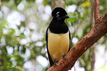 Naklejka premium A Plush-crested Jay at Iguazu National Park, Argentina