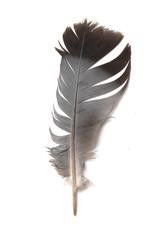 Feather, pigeon birds on a white background.