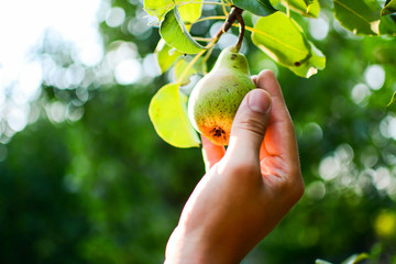 Close up photo of Men hand gardener pulls harvesting off an pear from branch of the tree. Blurred background. 