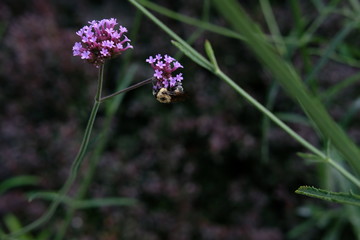 bumblebee pollinating