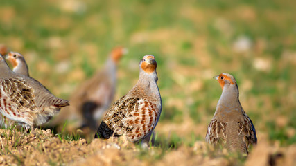 Partridge. Green brown nature background. Bird: Grey Partridge. Perdix perdix.