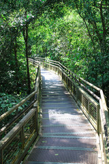 A path through the Iguazu jungle, Iguazu Falls, Argentina