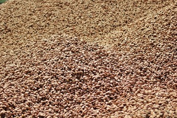 Organic almond agriculture for food and cosmetics industry