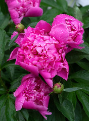 Bouquet of bright lush peonies with drops of water. Festive floral background