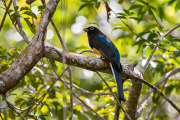 White tailed Trogon photographed in Linhares, Espirito Santo. Southeast of Brazil. Atlantic Forest Biome. Picture made in 2013.