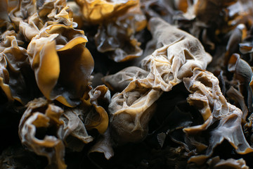 Close up fresh brown ear wood mushroom, processing food