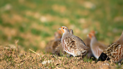 Partridge. Green brown nature background. Bird: Grey Partridge. Perdix perdix.