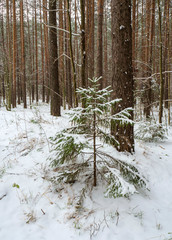 Fototapeta premium Little spruce in a tall pine forest. Winter forest background