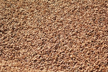 Organic almond agriculture for food and cosmetics industry