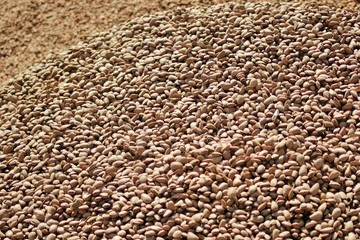 Organic almond agriculture for food and cosmetics industry