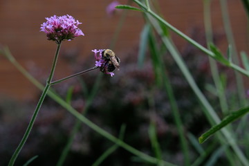 pollen on bumblebee's back
