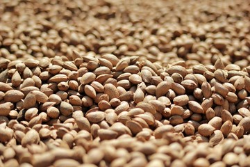 Organic almond agriculture for food and cosmetics industry