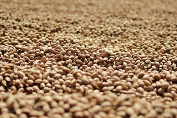 Organic almond agriculture for food and cosmetics industry