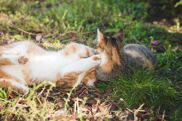 Naklejka na ściany i meble Two happy cats playing in the garden