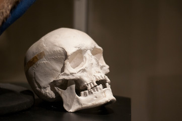 White human skull on the dark background. Exhibition dummy. Item in the museum. 