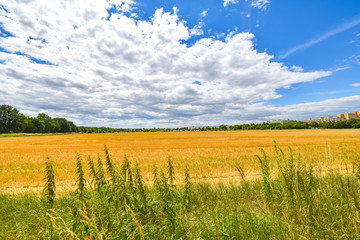 View over golden harvested fields to trees and buildings on the horizon under a blue and cloudy sky in Berlin, Germany.