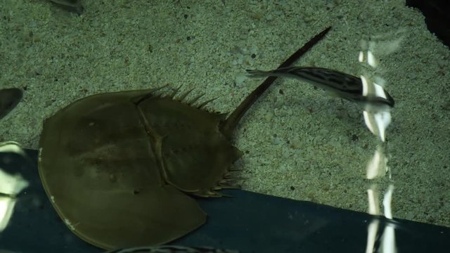 Horseshoe crabs are marine and brackish water arthropods of the family Limulidae
