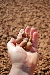 Organic almond agriculture for food and cosmetics industry