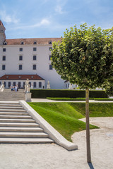 tree inside Bratislava Castle landmark of slovakia