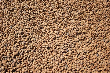Organic almond agriculture for food and cosmetics industry