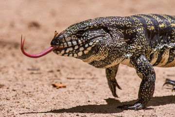 Black and white Tegu photographed in Linhares, Espirito Santo. Southeast of Brazil. Atlantic Forest Biome. Picture made in 2013.
