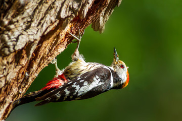 Cute Woodpecker and its nest. Green forest background. Bird: Middle Spotted Woodpecker. Dendrocopos medius.