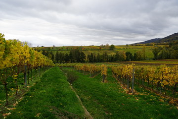 Fototapeta na wymiar Novemberlandschaft der Südlichen Weinstrasse bei Edenkoben